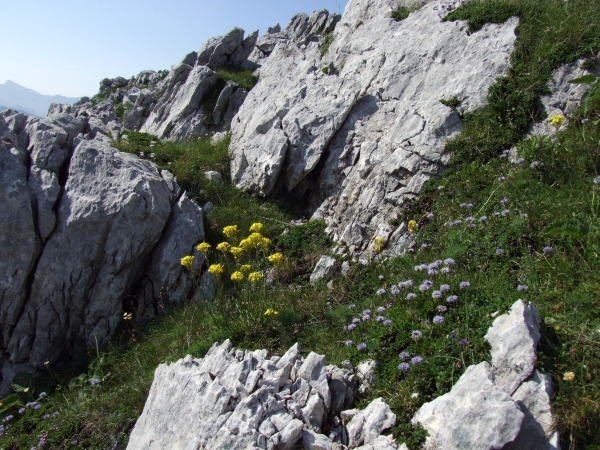 Fioriture in quota